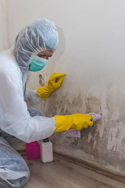 Best Mold Removal for HVAC Installations  in Applewood, CO