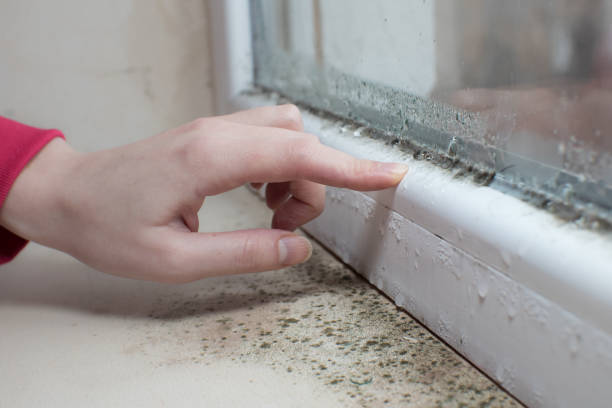 Environmental Consulting for Mold Prevention in Applewood, CO