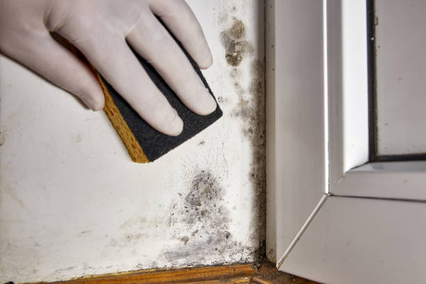Best Environmental Consulting for Mold Prevention  in Applewood, CO